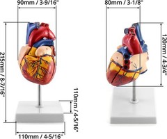 2 Pack Life Size Human Heart Model 2-Part 34 Structures PVC Anatomy Display Base