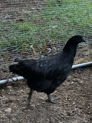 6+ Ayam Cemani Fertile Hatching Eggs Pure Breed All Black Chicken