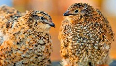 30 Showline Jumbo Coturnix Quail Hatching Eggs – Rare Colors & Premium Genetics