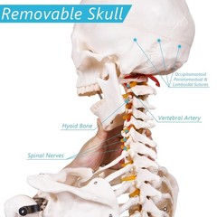 Portable Life Size Skeleton Model with Rolling Bracket