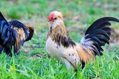 6+ Fertile Barbu De Watermael Chicken Hatching Eggs