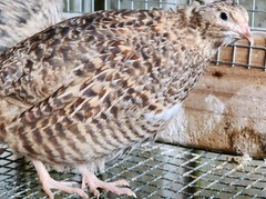 10 *TRUE BLUE* CELADON QUAIL Hatching Eggs COLORFUL MIX