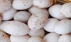 3 FERTILE COLORFUL MULTI COLOR MIX KING PIGEON HATCHING EGGS USPS PRIORITY MAIL
