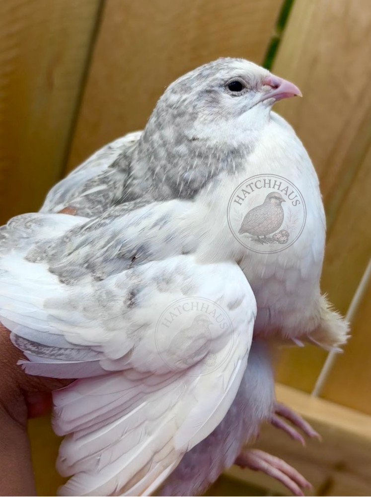 10+ JUMBOS RARE COLORS Coturnix Quail Hatching eggs – mixed variety