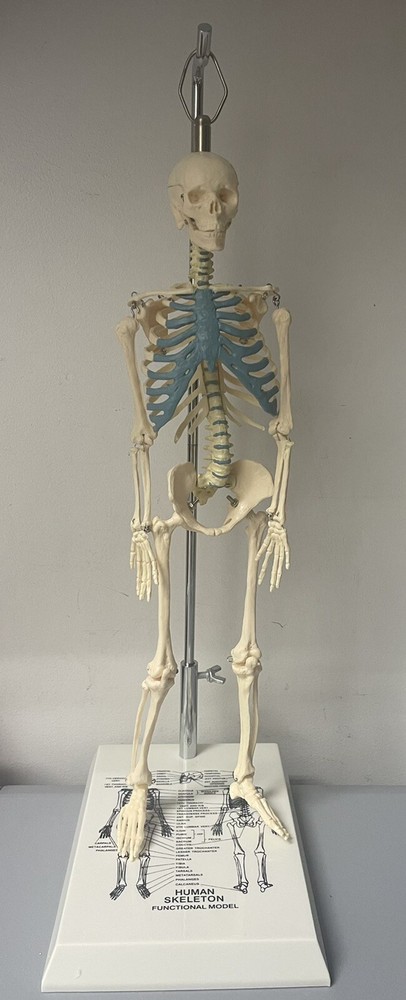 NEW 21 inch Tall Human Skeleton Model Skull Anatomical Model with Stand