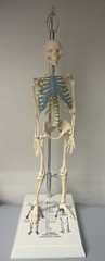 NEW 21 inch Tall Human Skeleton Model Skull Anatomical Model with Stand