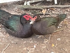 6 Fresh Muscovy duck eggs 3 Bronze 3 Black, for Hatching SHIPS 2 day FedEx