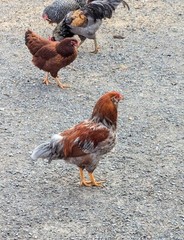 One Dozen (12) Barnyard Mix Fresh Fertile Hatching Eggs NON GMO Feed FREE RANGE