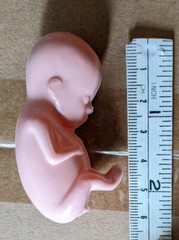 1 hard plastic model fetus, unusual medical fetal doll, abortion