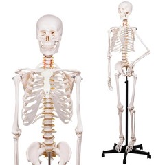 Portable Life Size Skeleton Model with Rolling Bracket