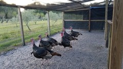 Osceola Hybrid Turkey Hatching Eggs (One Dozen)