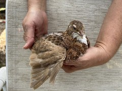 24+++ Fertile Jumbo Multi Color Coturnix Quail Hatching Eggs