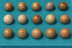 6 Mystery Pack Exotic Button Quail Hatching Eggs Chinese Painted + Rare Colors
