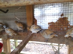 Mexican Speckled Bobwhite Quail Eggs for Sale 20+ Fertility Verified Clean eggs