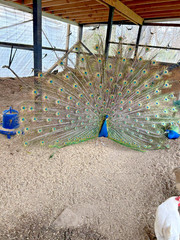 PRE SALE 4 Mixed PEACOCK Hatching Eggs, Ready to Ship IN 7-14 DAYS