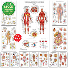 12 Human Anatomy Posters Laminated Medical Biology Health Classroom 18X30