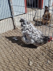 6+ Blue Splash English Orpington show quality hatching eggs