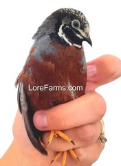 12 (+3EXT) ❤️LORE FARMS Button Quail Hatching Eggs Chinese Painted SPECIAL RARE