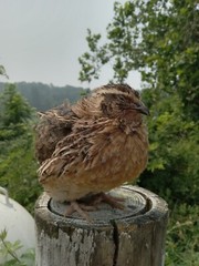 100+ brown pharaoh coturnix quail hatching eggs for sale