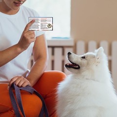 50pcs Service Dog Law Cards, ADA Animal Id M, As Shown in the Picture