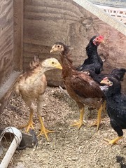 7 FRESH Indio Gigante Hatching Eggs shipped either USPS or 2 Day FedEx