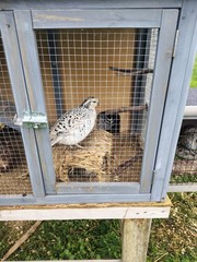 12 Hatching Snowflake Bobwhite Quail eggs