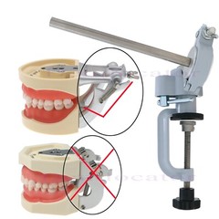 Columbia Dentoform 860 Dental Typodont Mounting Pole With 32pcs Removable Teeth