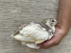 60++ Fertile Jumbo Multi Color Coturnix Quail Hatching Eggs