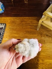 Silkie Hatching Eggs 7+ Calico Partridge Black Gray White Splash And Paint