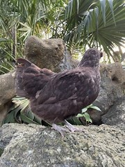 (6) Mauve and Chocolate Ameraucana Hatching Eggs – Possible Mottled Split!