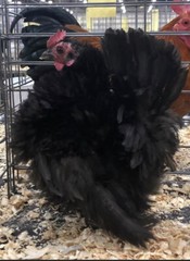 6 + 3 SQ Fresh Serama Hatching Eggs Splash Blue Black Chocolate Mottled! NPIP