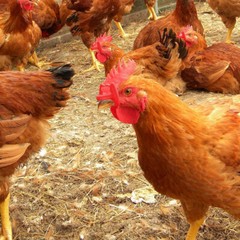 100pcs Pinless Chicken Peepers Pheasant Poultry Blinders Spectacles No Fight US