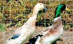 20 PUREBRED FRESH WELSH HARLEQUIN FERTILE HATCHING DUCK HATCHERY SUPPLY QUICK