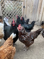 12+ Mix Chicken Hatching Eggs Ameraucans Orpingtons Wyandotte Maran Giant Cochin
