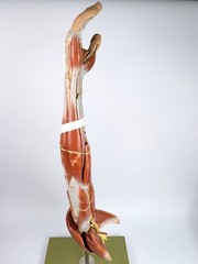 Vtg Anatomical Somso Muscle Arm Model with Shoulder Girdle (B)