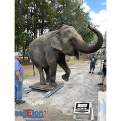 SellEton SL-919-HD-60″ Heavy Duty Industrial Weigh Beam, bar System 20000 lbs