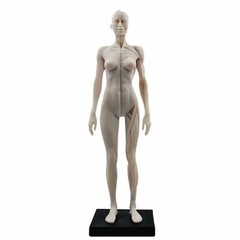 30cm Female Anatomy Figure Anatomical Model Artist Drawing Manikin Mannequin