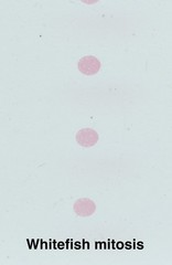 Embryology Microscope Slide Set 25 – aquatic, amphibian, chick, and mammal