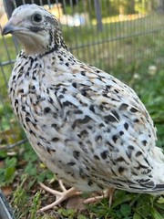 25+ Assorted Coturnix Fertile Quail Hatching Eggs – Variety Of Color