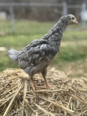 12 Hatching Eggs Giant Chicks Hybrid – Indio Gigante Dual Purpose Egg Layers