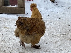 12 Fresh and Fertilized Barnyard Mix Rainbow Assortment Chicken Hatching Eggs!