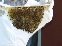 Bee Hive, Top Bar with 30 Top Bars Backyard Bee Keeping Hive