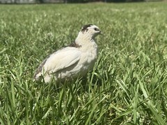 15+ RARE Celadon Coturnix Quail Hatching Eggs NPIP AI Free
