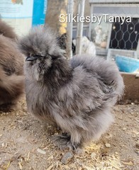 6+ Fertile Bantam Silkie Chicken Hatching Eggs. Frizzles/ Satins Possible.