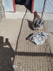 6+ Blue Splash English Orpington show quality hatching eggs