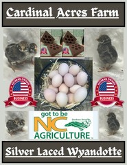 12 + 2 Silver Laced Wyandotte Fertile Hatching Eggs