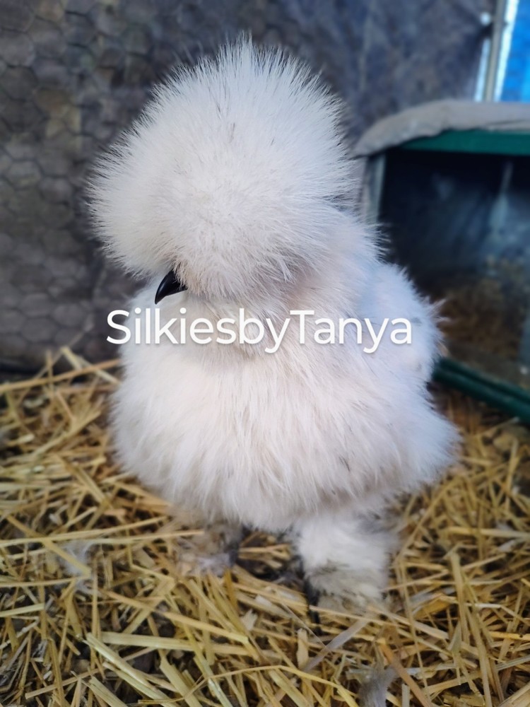 6+ Fertile Bantam Silkie Chicken Hatching Eggs. Frizzles/ Satins Possible.