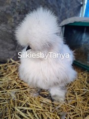 6+ Fertile Bantam Silkie Chicken Hatching Eggs. Frizzles/ Satins Possible.
