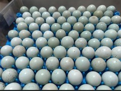 16+**RARE COLORS** Celadon Blue Coturnix Quail Hatchg Eggs Eggs