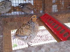Mexican Speckled Bobwhite Quail Eggs for Sale 20+ Fertility Verified Clean eggs